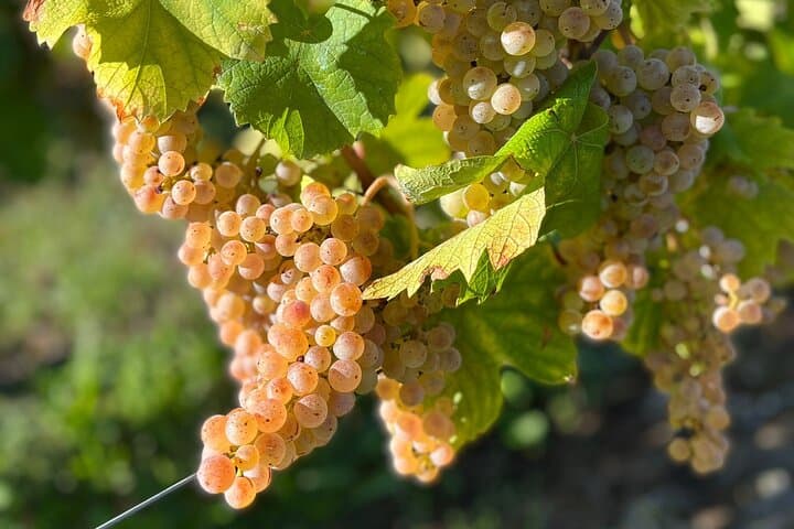 Vignobles de Savoie : visites et dégustations depuis Annecy