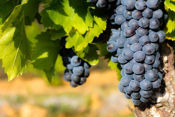 Half-Day Winery and Wine Tasting Guided Walking Tour