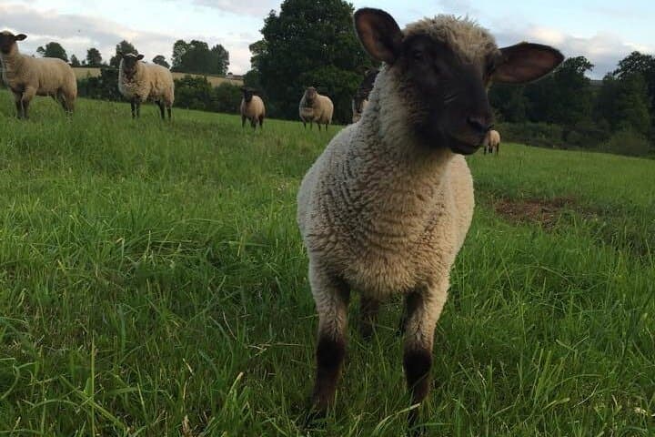 Black sheep