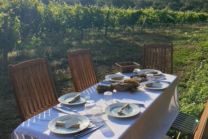 Corsican Wine Tour & Picnic in Calvi