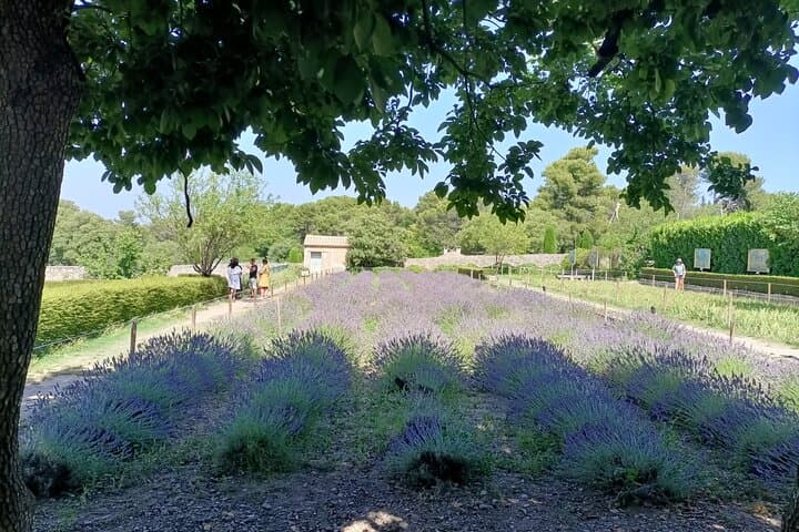 Full Day Private Van Gogh Tour
