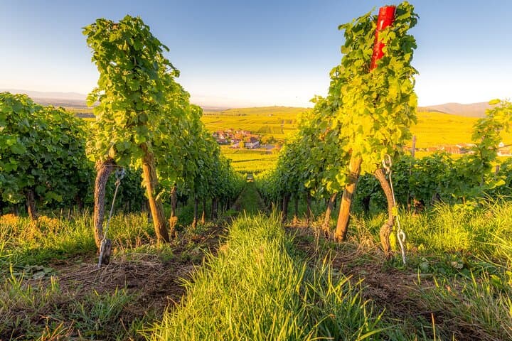 Private Full-Day Wine Heritage Tour from Strasbourg in Alsace