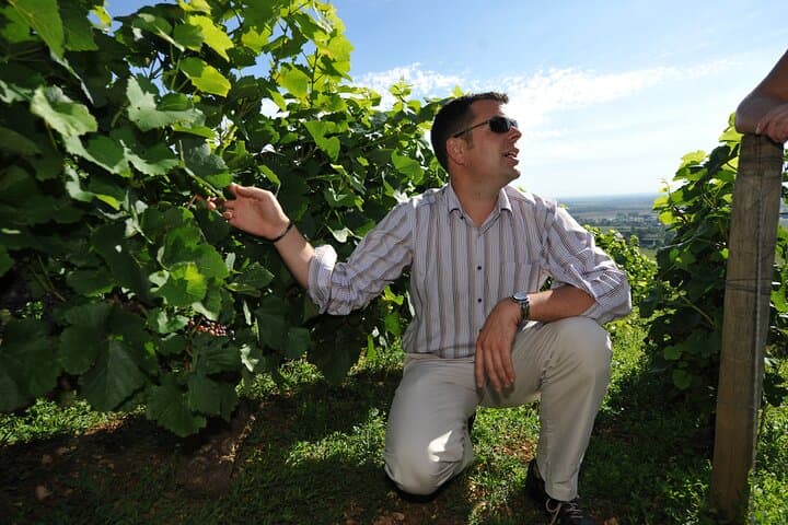 Small group Burgundy tour of Beaune with Wine Tasting from Dijon