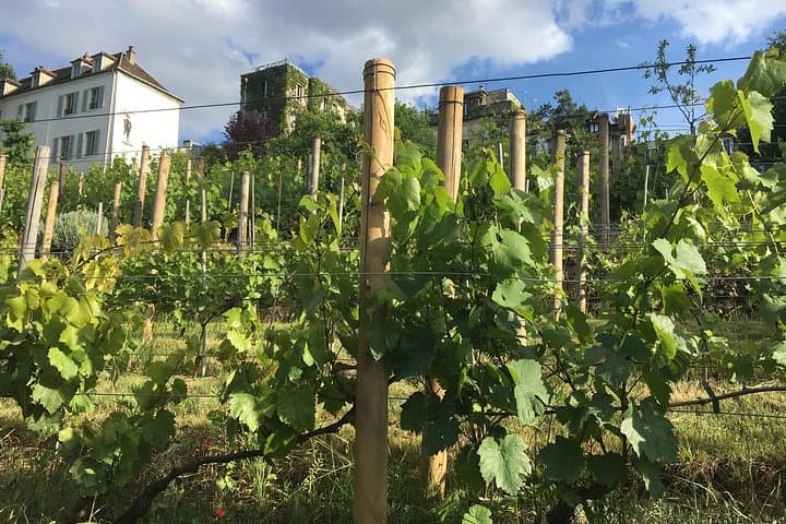 Clos Montmartre