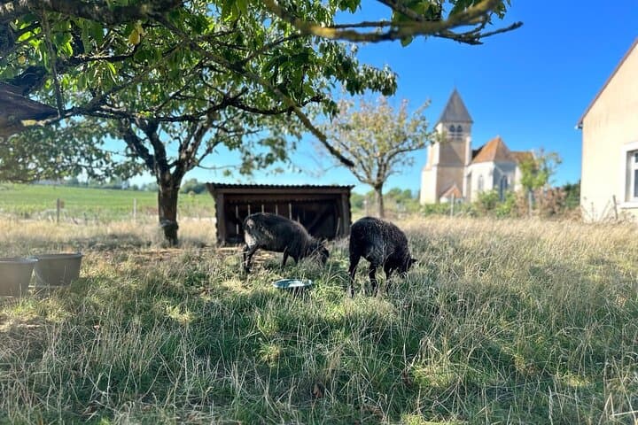 Private trip Burgundy from Paris 20 Chablis Wines tasting