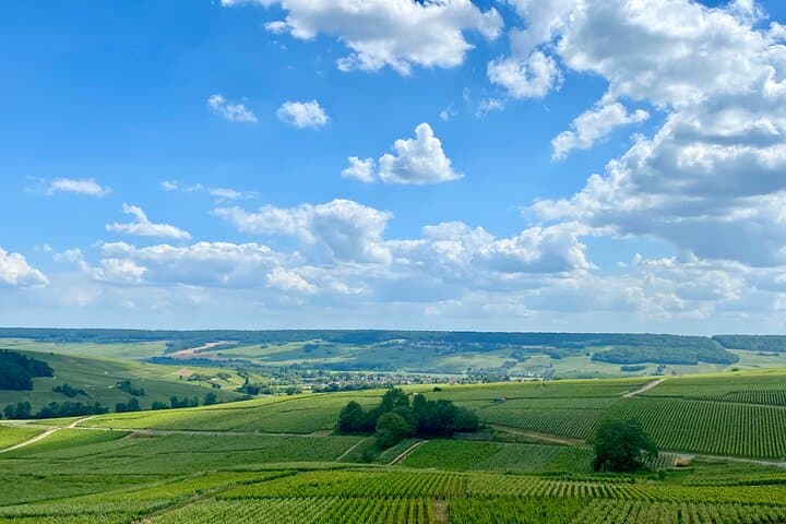 Champagne vineyards