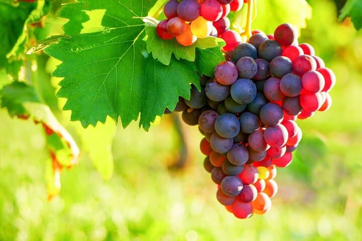 Provencal Market and Wine Tasting Sightseeing Tour