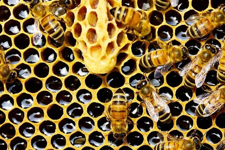A Private Adventure to Discover Honey on the Roof in Cannes.