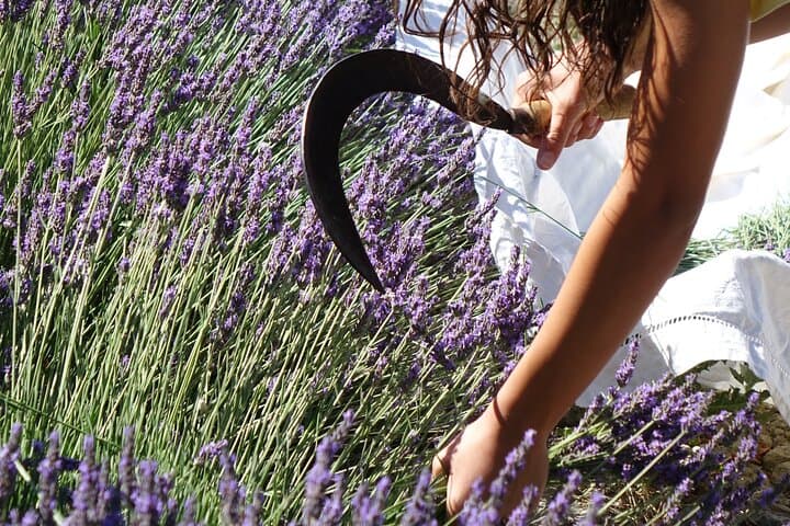 Harvest your flowers right from the field