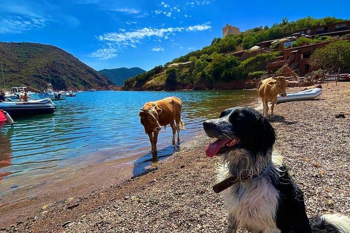 Break in Girolata with the village cows