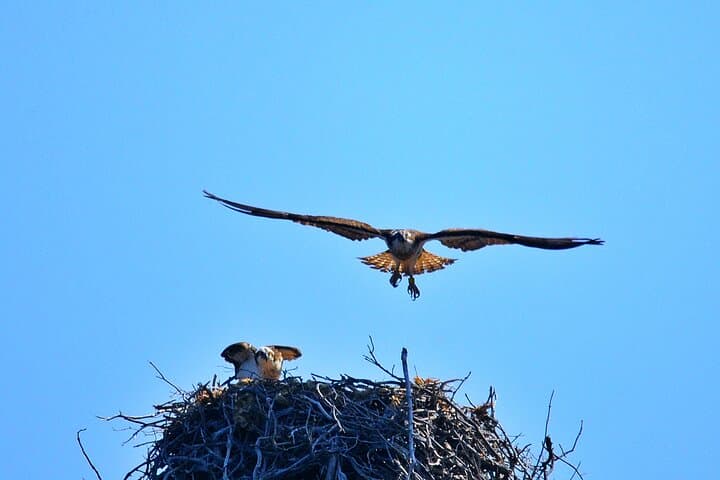 Osprey