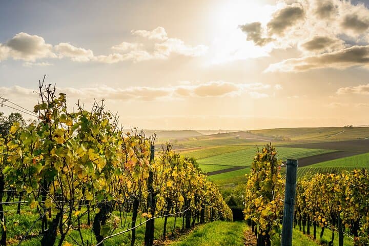 Vineyards in France