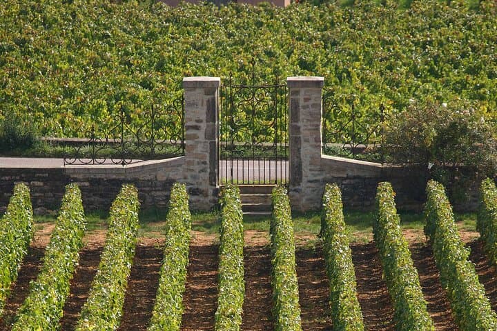 From Dijon or Beaune: E-Bike Burgundy day tour, tastings & lunch