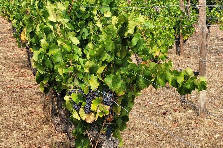 The vineyard