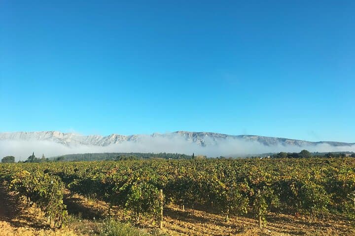 Aix Signature Wine Tour by Tom: Vineyard Visit, Picnic & Pétanque