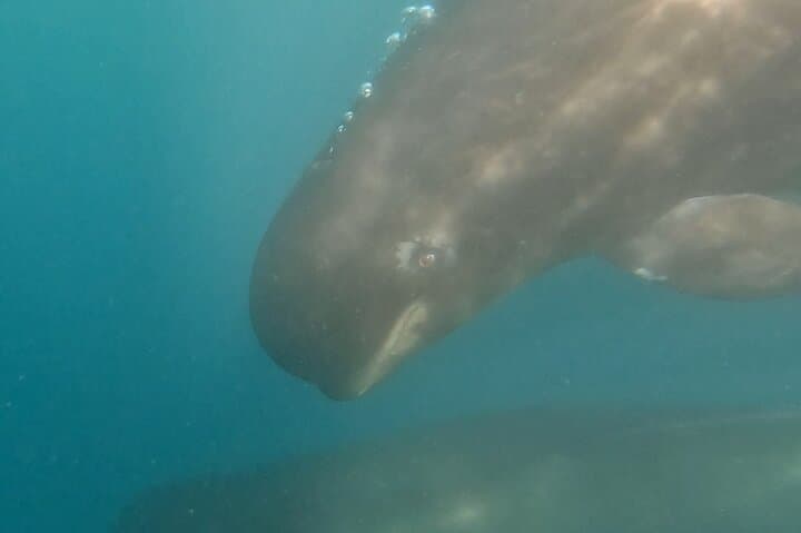 Black globicephalus