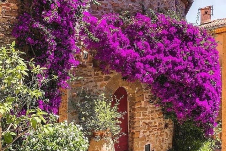 Private Tour from Saint-Tropez to the flowers city