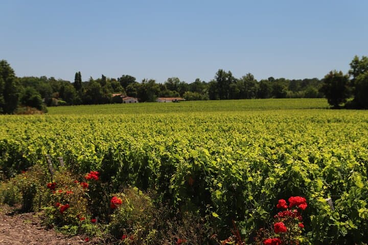 Vines in Graves area
