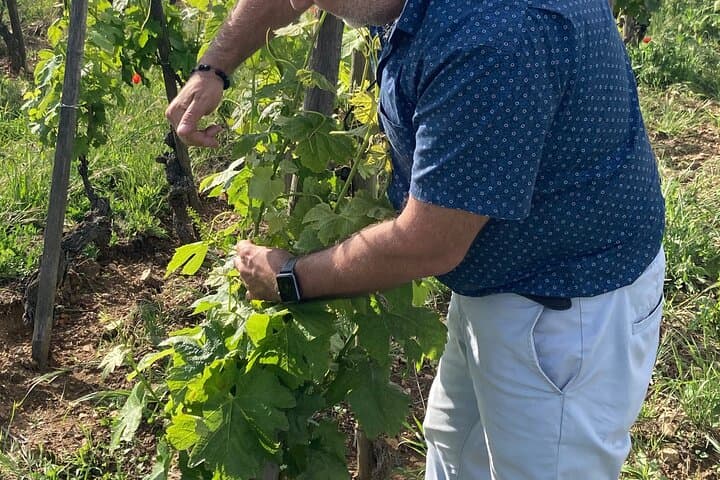 The vines