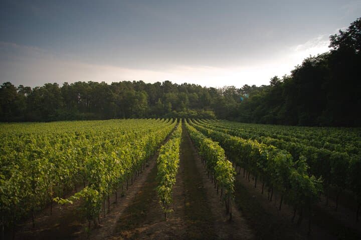 Visit and tasting near Saint-Émilion