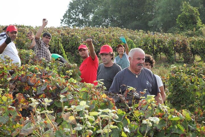 Full day of 8 hours harvest in Epernay