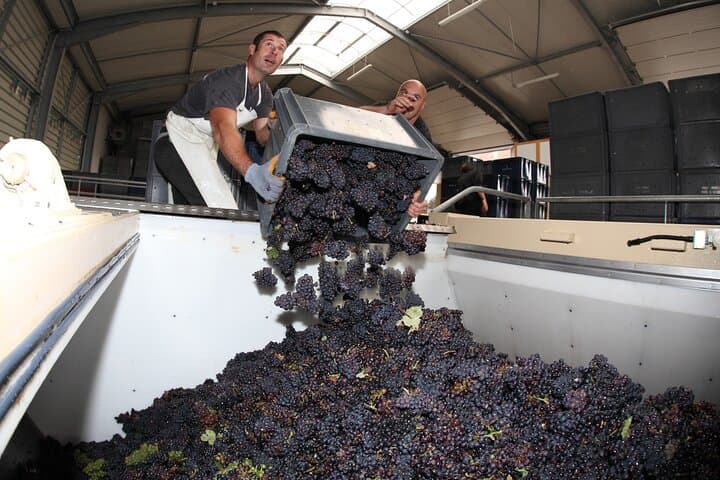 Half Day Grape Harvest Experience with Tasting in Epernay