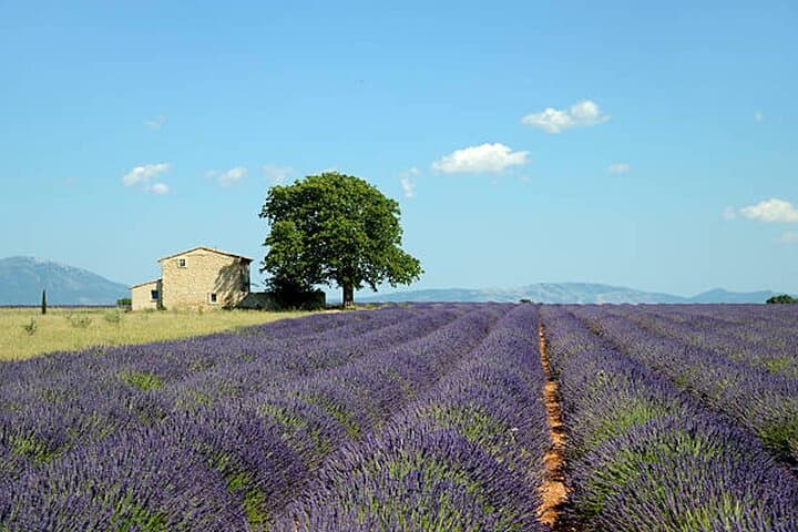 Fields of Lavender
Valenssole