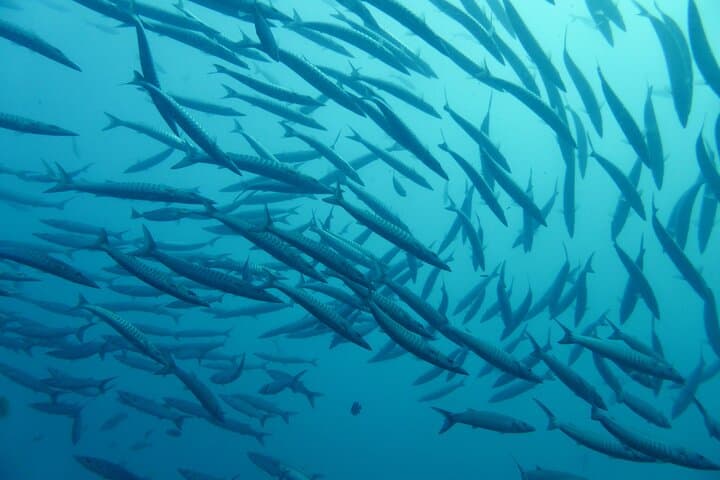 Nice VIP sea walk with snorkeling and diving
