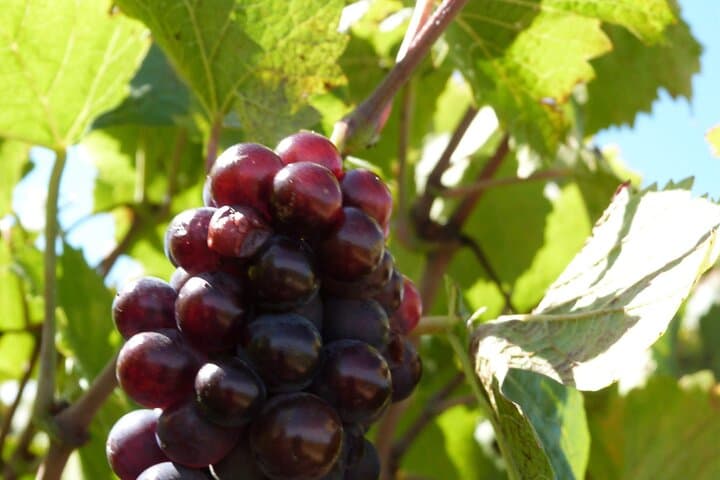 Grape