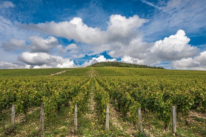 Vines