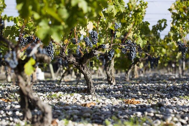 The unique terroir in Pessac-Léognan: soils, climate and tradition