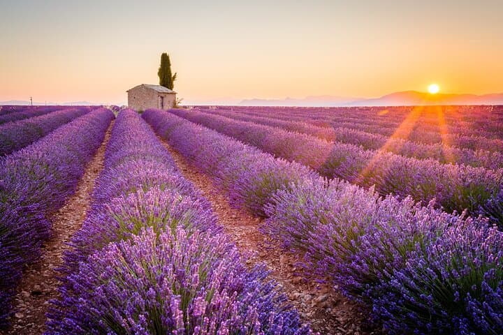 The Lavender of Provence Tour: 8-Hour Shore Excursion