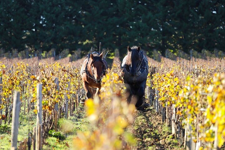 The exceptional rural setting that forms part of the identity of the great Bordeaux wines