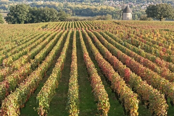 Beaune wine tour - Wine tasting included - Professional guide !