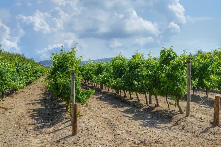 Occitanie Treasures of Culture, Oysters and Wine Private Tour