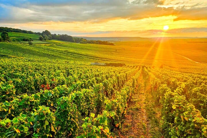 Private Full Day Tour with 2 Boutique Grower Champagne Houses