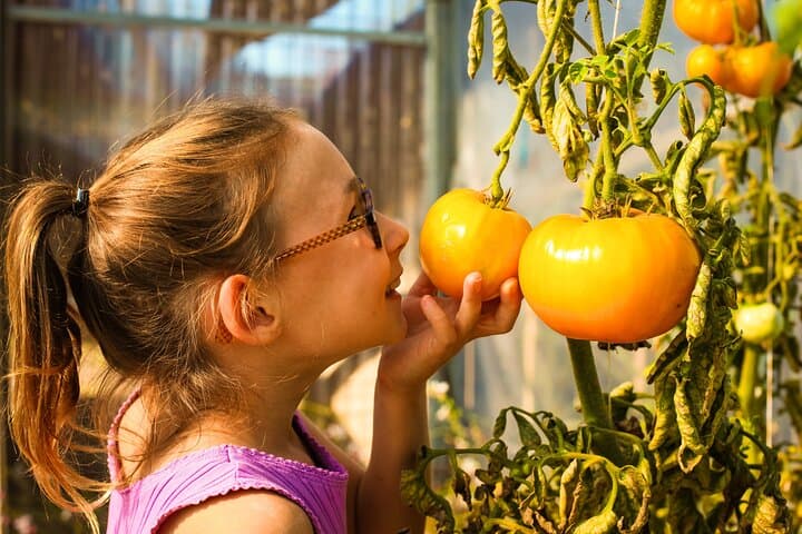 A collection of tomatoes at the Garden Extraordinary