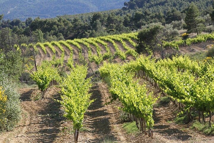 The wines of Provence.... a must to discover !
