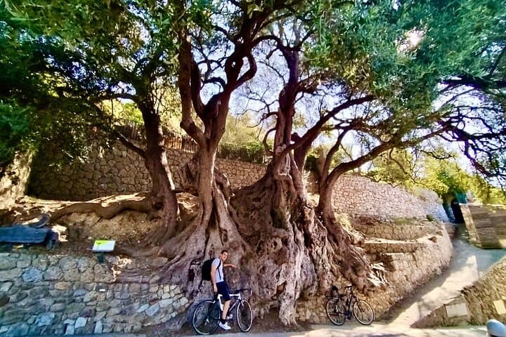 Olivier bi-millénaire (2000 yrs-old Olive Tree)