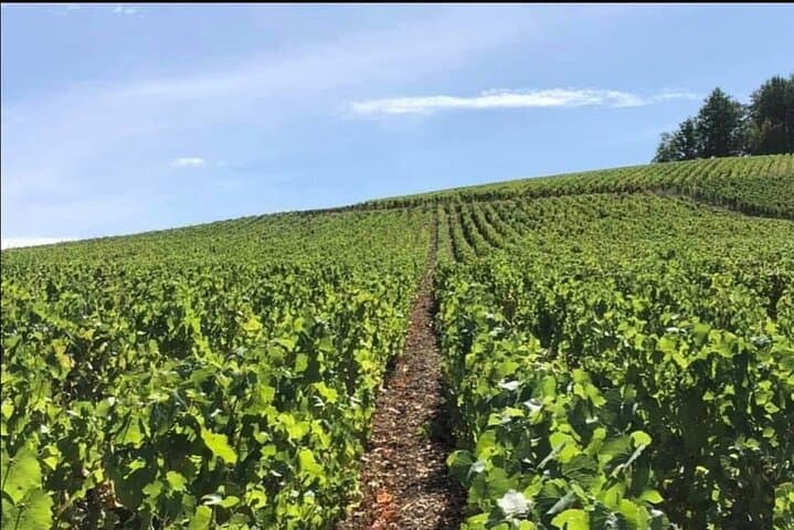 vineyards of Champagne