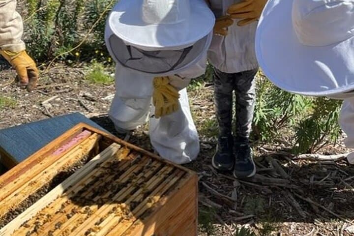 Immersion in the Life of a Hive and its Sacred Bees