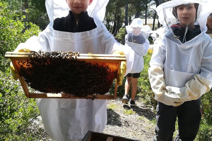 Immersion in the Life of a Hive and its Sacred Bees