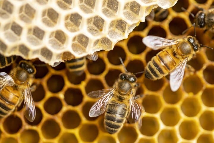 Immersion in the Life of a Hive and its Sacred Bees