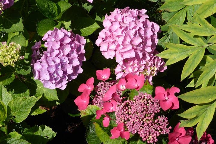Giverny's garden