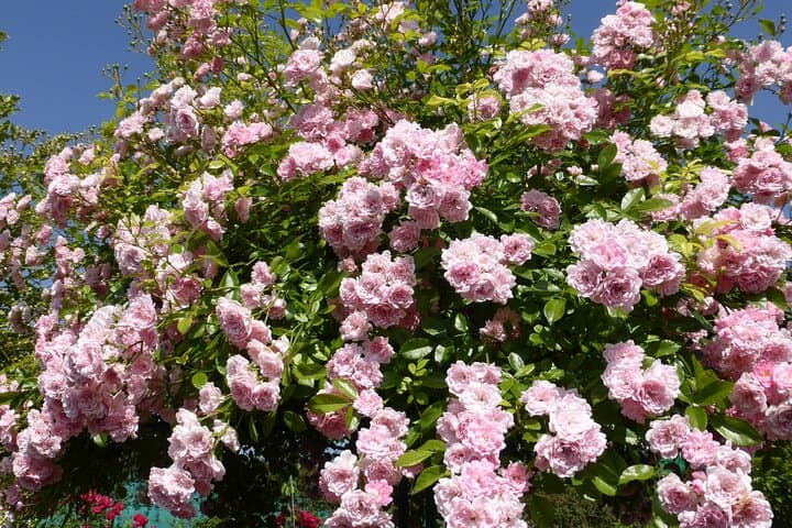 Giverny's garden