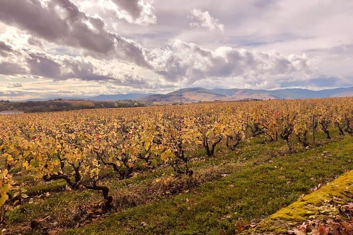 South Burgundy Private Day Tour with tasting from Lyon