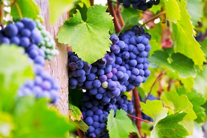Explore Gaillac Wines Private Half Day Tour From Toulouse