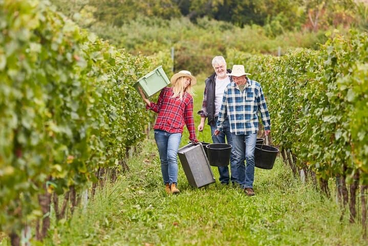 Explore Gaillac Wines Private Half Day Tour From Toulouse