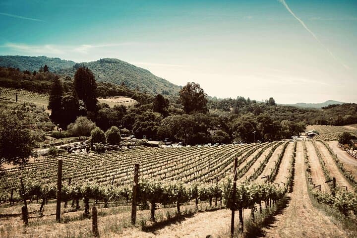 Meals and walk in the vineyards
