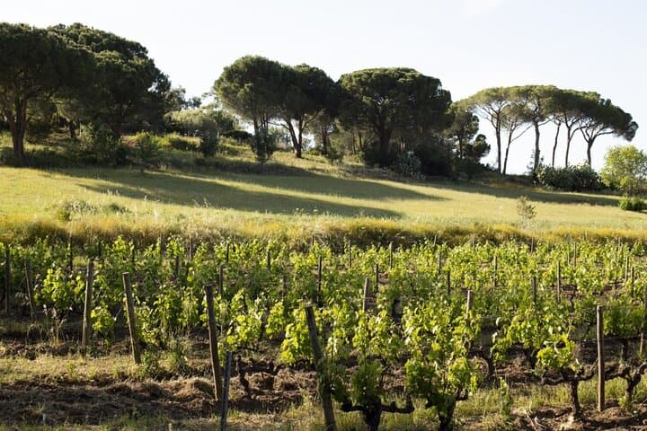 Discovery of the Ile Rousse & Wine Tasting From Calvi Cruise Port